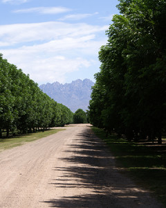 Mesilla Valley, New Mexico