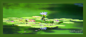 Water Lily